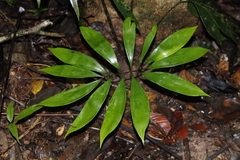 Zamia amazonum