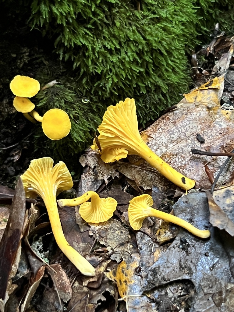chanterelles in August 2022 by Brian Hunt · iNaturalist