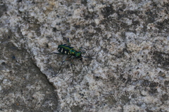 Cosmodela batesi