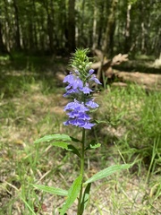 Lobelia elongata
