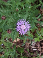 Centaurea nigrescens