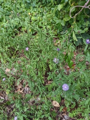 Centaurea nigrescens