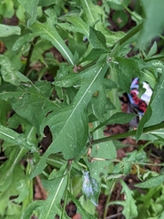 Centaurea nigrescens