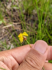 Xyris stenotera