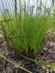 Xyris stenotera