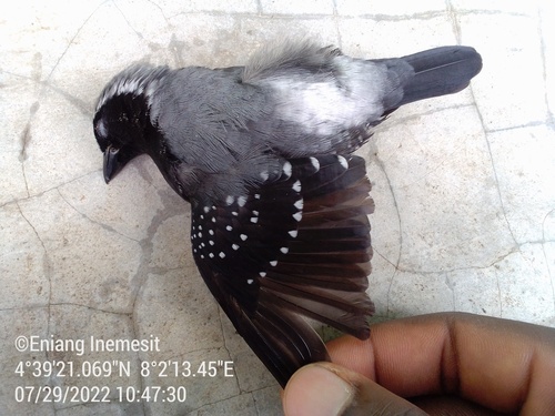 Grey-headed Nigrita