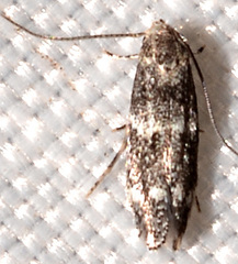 Elachista illectella