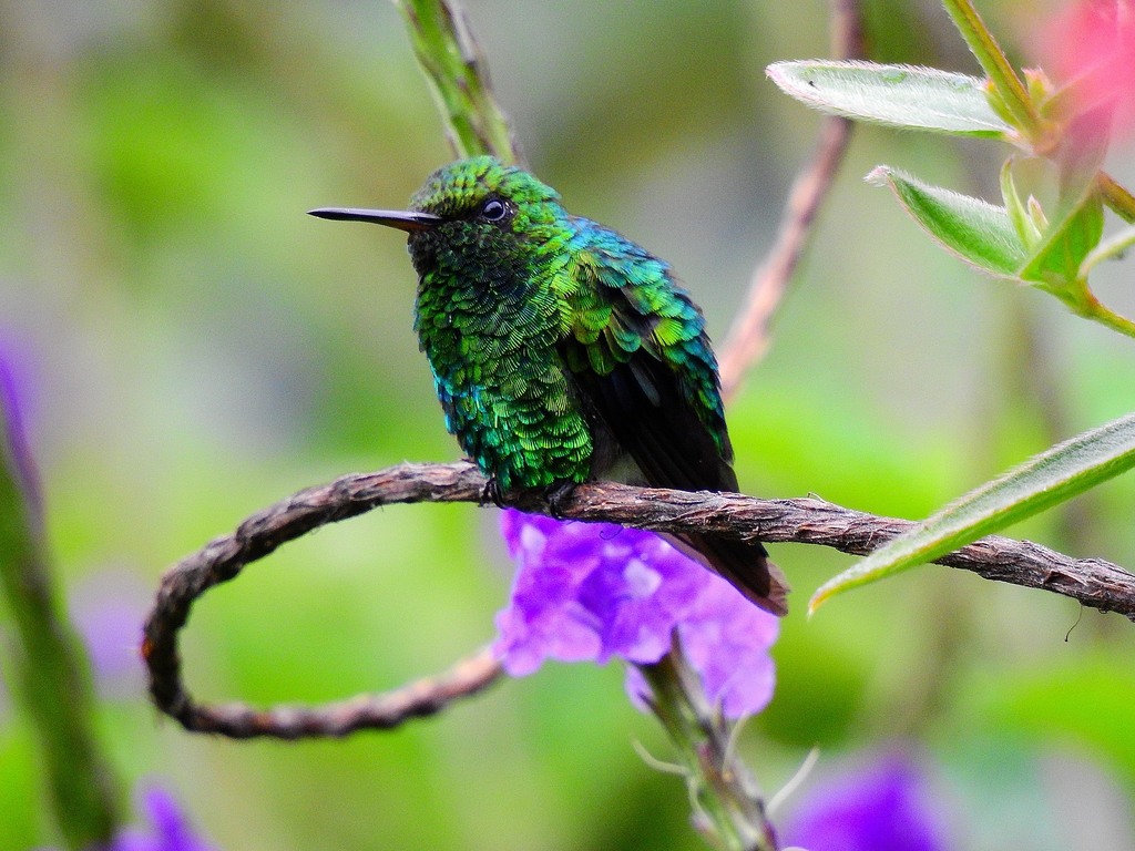 Short-tailed Emerald (Chlorostilbon poortmani) photo