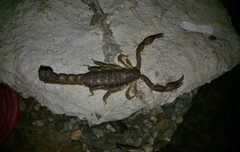 Mesomexovis occidentalis