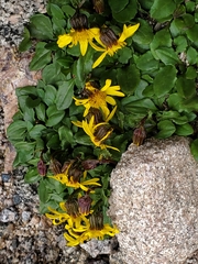 Senecio amplectens holmii