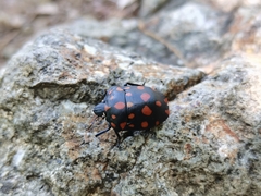 Pachycoris klugii