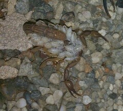 Mesomexovis occidentalis