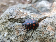 Pachycoris klugii