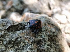 Pachycoris klugii