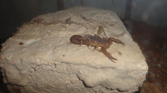 Mesomexovis occidentalis