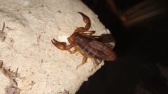 Mesomexovis occidentalis