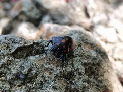 Pachycoris klugii