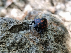 Pachycoris klugii
