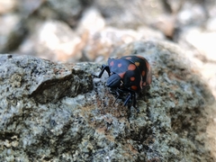 Pachycoris klugii