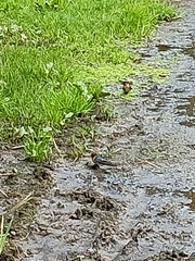Hirundo neoxena neoxena