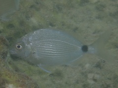 Diplodus bermudensis