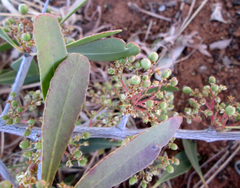 Gymnosporia senegalensis image