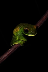 Hyloscirtus phyllognathus