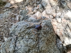 Pachycoris klugii