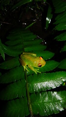 Boana cinerascens