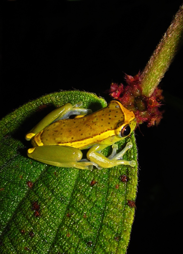 Upper Amazon Tree Frog from Belén de Los Andaquíes, Caquetá, Colombia ...