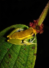 Dendropsophus bifurcus