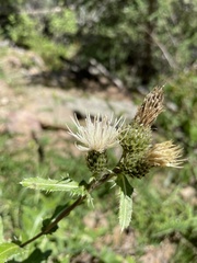 Cirsium centaureae