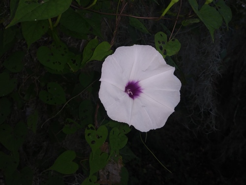 Ipomoea pandurata iNat (3)