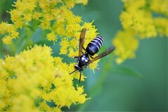 Dolichovespula arctica