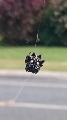 Gasteracantha sacerdotalis