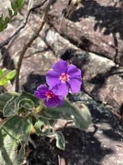 Pleroma heteromallum