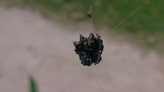 Gasteracantha sacerdotalis