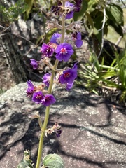 Pleroma heteromallum