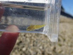 Clinocottus acuticeps