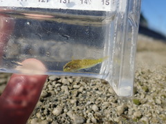 Clinocottus acuticeps