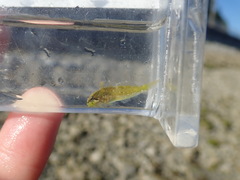 Clinocottus acuticeps