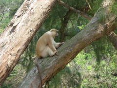 Cercopithecus mitis erythrarchus