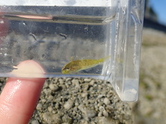 Clinocottus acuticeps