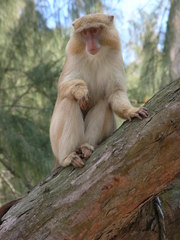 Cercopithecus mitis erythrarchus