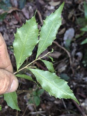 Symplocos baeuerlenii