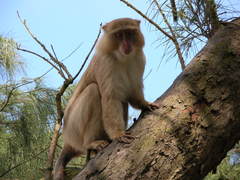 Cercopithecus mitis erythrarchus
