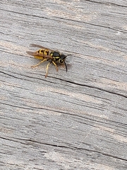 Vespula germanica
