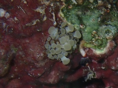 Bunodeopsis globulifera