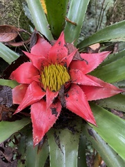 Canistrum cyathiforme