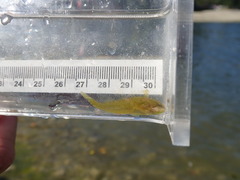 Clinocottus acuticeps